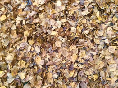 doku sonbahar yaprakları