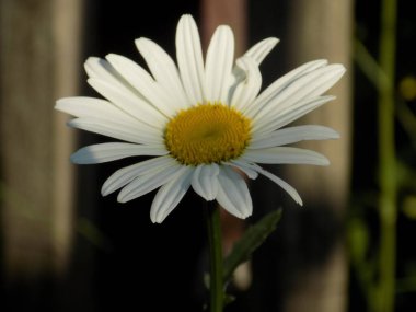 bulanık arkaplanda papatya çayı