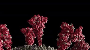 Coronavirus virion ultra gerçekçi bilimsel olarak doğru 3D model. SARS-CoV-2 COVID-19 