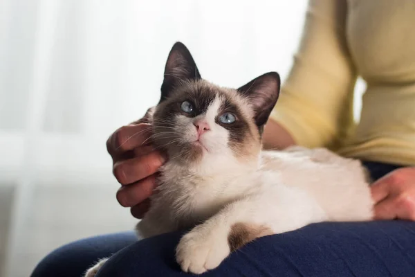 那女人爱抚一只暹罗小猫 暹罗白色的小猫坐在女人的怀里 可爱的猫图为兽医诊所 家庭生活 内心的生活 — 图库照片