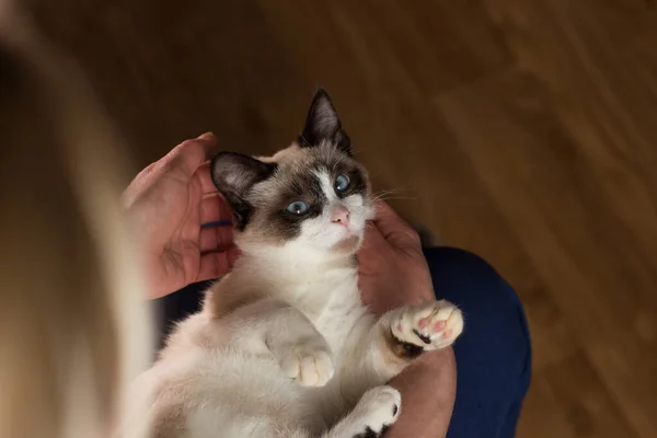 那女人爱抚一只暹罗小猫 暹罗白色的小猫坐在女人的怀里 可爱的猫图为兽医诊所 家庭生活 内心的生活 — 图库照片