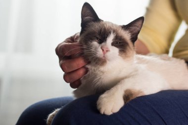 Kadın küçük bir siyam kedisini okşuyor. Siyam beyaz kedisi kadının kollarında oturuyor. Sevgili kedi. Veteriner klinikleri için görüntü. Ev hayatı işte. İç hayat.