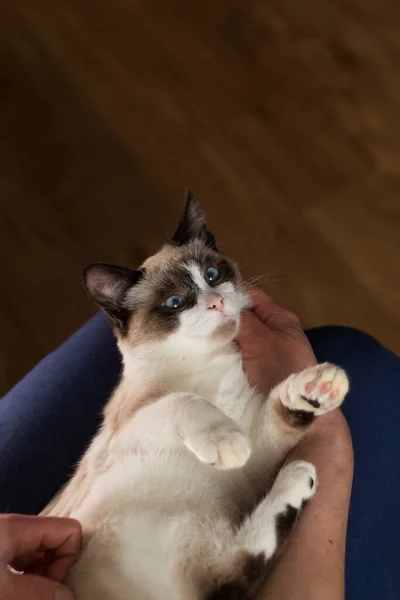 Kadın küçük bir siyam kedisini okşuyor. Siyam beyaz kedisi kadının kollarında oturuyor. Sevgili kedi. Veteriner klinikleri için görüntü. Ev hayatı işte. İç hayat.