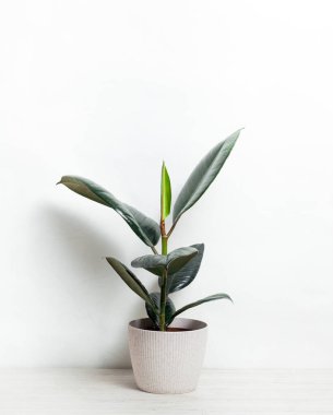 Ficus ev bitkisi beyaz duvarda. İskandinav tarzı iç mekan. Minimalizm kavramı. Dikey, izole
