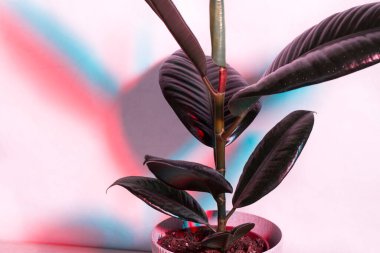 Ev bitkisi, İskandinav tarzı iç kısımdaki beyaz duvarda dekoratif kaplarda yetişiyor. Renkli gölgeler. Çift ışık. Neon ışığı, mavi ve kırmızı ışıklar. Eko kavramı.