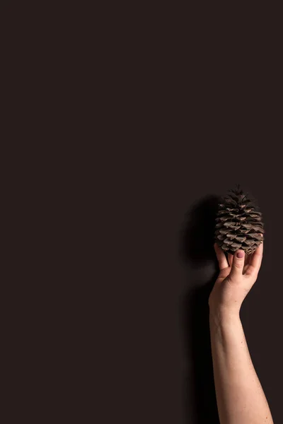 Pinecone in a hand on the black background. Eco concept. Vertical image with copy space.