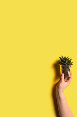 Aydınlatıcı sarı arka planda bir el içinde bir kozada kaktüs. Eko konsepti. Kopyalama alanı olan dikey resim. 2021 yılının trend rengi.