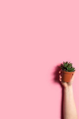 Pembe arka planda bir el kapsülünde kaktüs. Eko konsepti. Kopyalama alanı olan dikey resim.