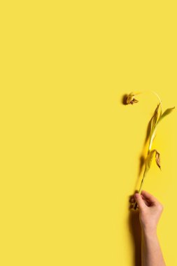 Aydınlatıcı sarı arka planda solmuş çiçekler. Kendine iyi davran. Çiçekler bir kadının kendini sevmesini, önemini ve ruhunu gösterir. Kopyalama alanı olan dikey resim