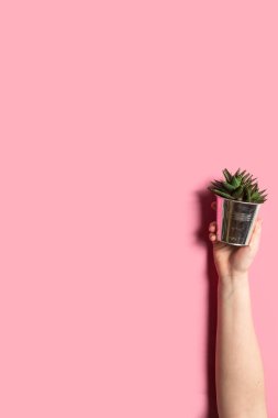 Pembe arka planda bir el kapsülünde kaktüs. Eko konsepti. Kopyalama alanı olan dikey resim.