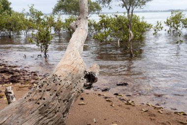 Kumsalda mangrovlar Kum ve denizle Bulutlu bir günde