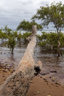 Kumsalda mangrovlar Kum ve denizle Bulutlu bir günde