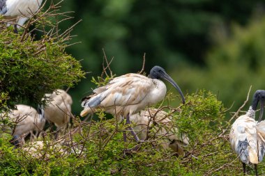 Ibis, Toowoomba Japon Bahçeleri 'nde yuva yaparken ağaçta duruyordu.