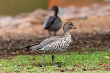 Maned Australian Wood Duck Japon Bahçeleri 'nin yeşil çimlerinde yürüyor Toowoomba