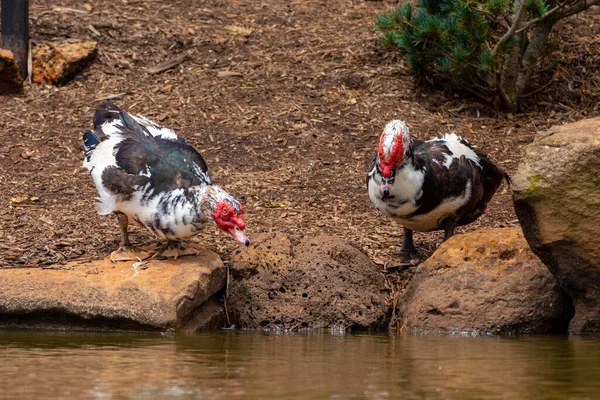 stock image Two Muscovy ducks by the lake taking turns to drink at Toowoomba Japanese Gardens