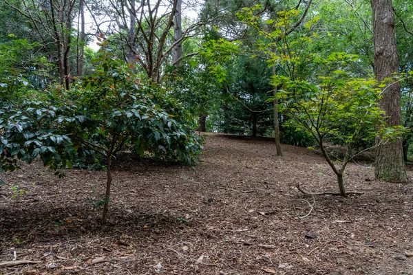 Árvores Arbustos Que Podem Ser Encontrados Jardim Japonês Toowoomba — Fotografia de Stock