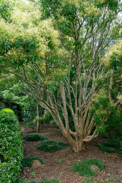 Some Trees Can Found Japanese Gardens Toowoomba — Stock Photo, Image