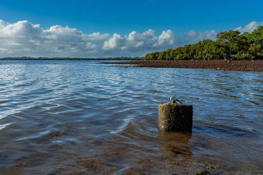 Ağaçlar ve mavi gökyüzü ile denize demirlemiş beton.