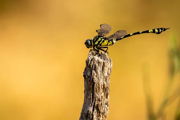 Tygří Vážky Sedící Vzpřímené Tyči — Stock fotografie