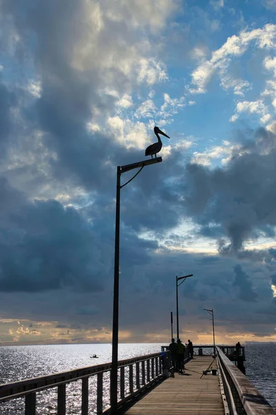 背景に劇的な空を背景にライトポールに座っているペリカン — ストック写真