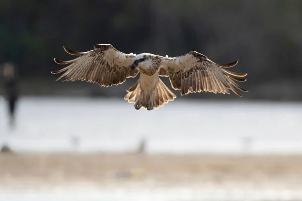 Osprey Com Asas Espalhadas Pairando Procura Peixe — Fotografia de Stock