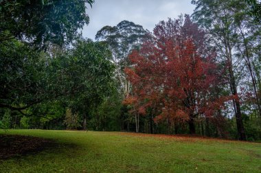 Şiddetli bir yağmur sonrası Wappa Şelalesi