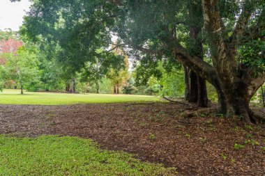 Şiddetli bir yağmur sonrası Wappa Şelalesi