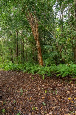 Wappa Barajı Parkta Ağaçlar