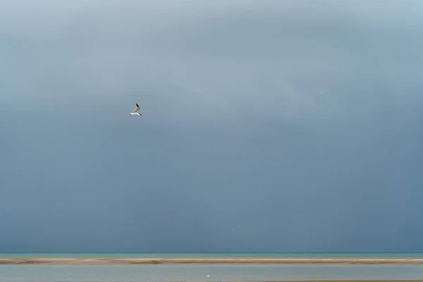 海鸥在风暴中飞越赫维湾 — 图库照片
