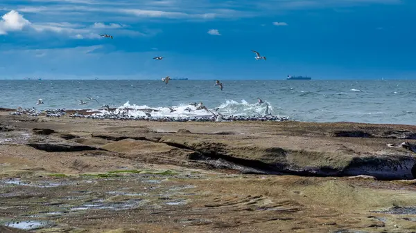 鳥や船での海景 — ストック写真