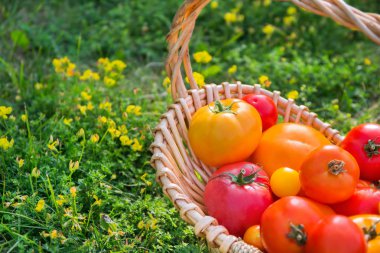 Taze organik domates sepeti açık havada bir çim üzerinde kapat