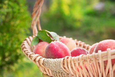 Açık havada su içinde bir sepet içinde doğal organik şeftali taze aldı