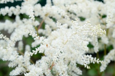 Bahar Yaz beyaz çiçek