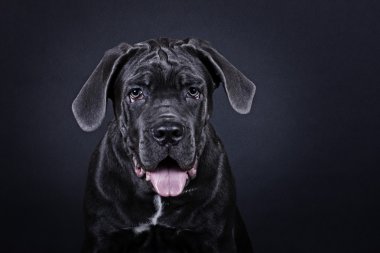Yavru cane Corso üzerinde bir siyah arka plan portre