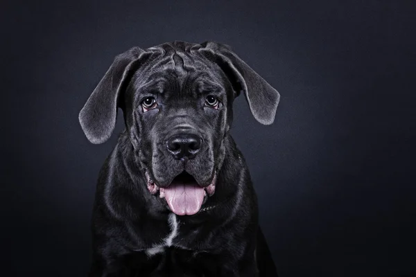 Yavru cane Corso üzerinde bir siyah arka plan portre — Stok fotoğraf