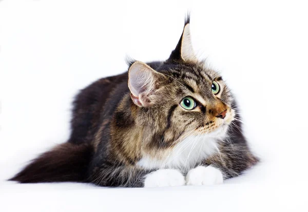 Kot rasy Maine Coon — Zdjęcie stockowe