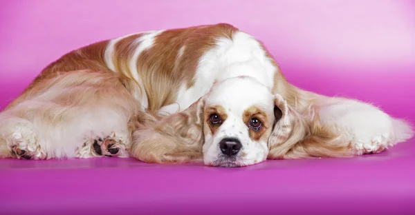 Perro americano cocker spaniel — Foto de Stock