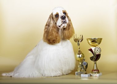 Amerikan cocker spaniel köpek