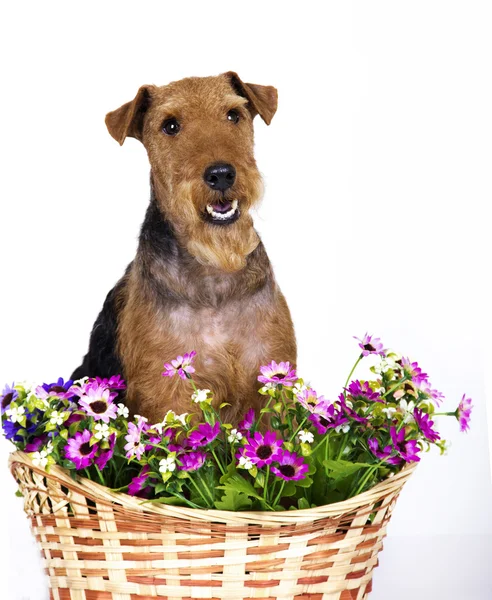 Terrier gallois sur fond blanc — Photo