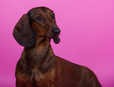 Köpek doğurmak Dachshund düz saçlı minyatür renkli arka plan