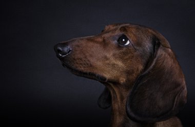 Köpek doğurmak Dachshund düz saçlı minyatür renkli arka plan