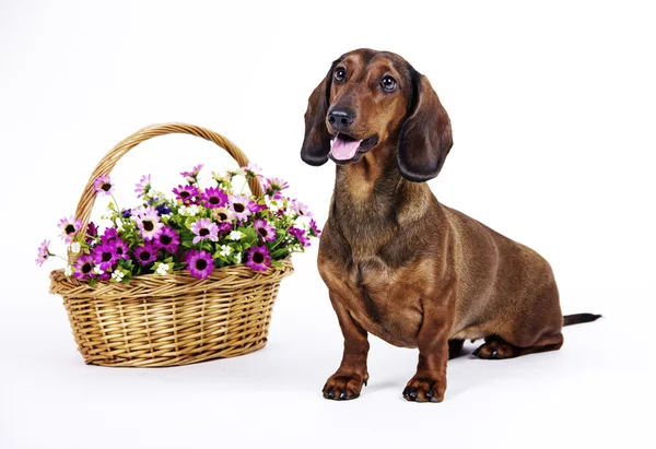 Raça cão Dachshund de cabelos lisos miniatura branca — Fotografia de Stock