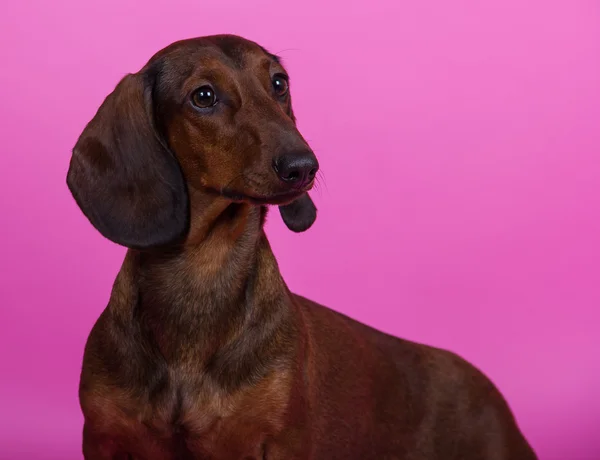 Порода собак Dachshund гладковолосый миниатюрный цветной фон — стоковое фото