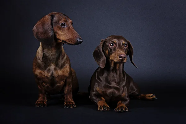 Raça cão Dachshund de cabelos lisos miniatura colorido fundo — Fotografia de Stock