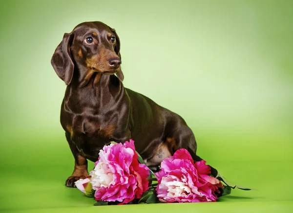 Raça cão Dachshund de cabelos lisos miniatura colorido fundo Imagens Royalty-Free