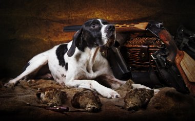 Hunting dog breed Poynter clipart