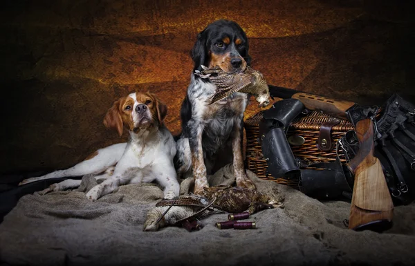 Perro de caza — Foto de Stock