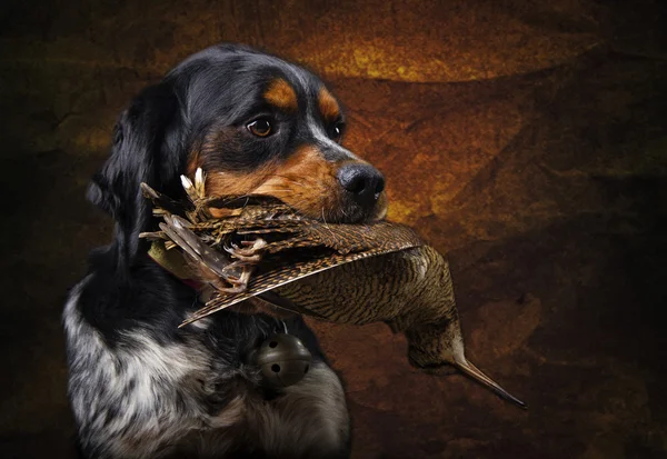 Hunting dog — Stock Photo, Image
