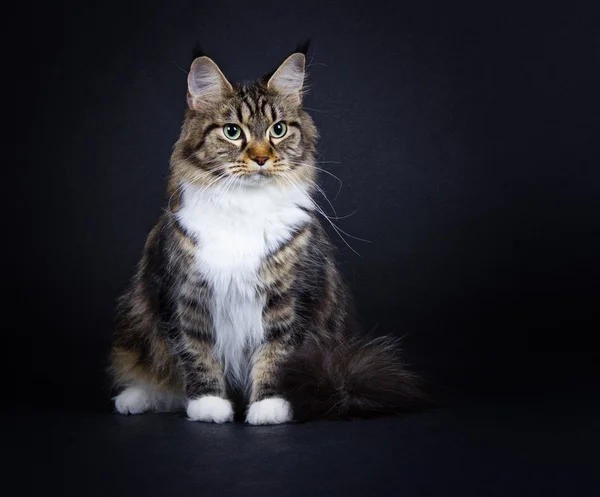 Cat breeds Maine Coon on a black background — Stock Photo, Image