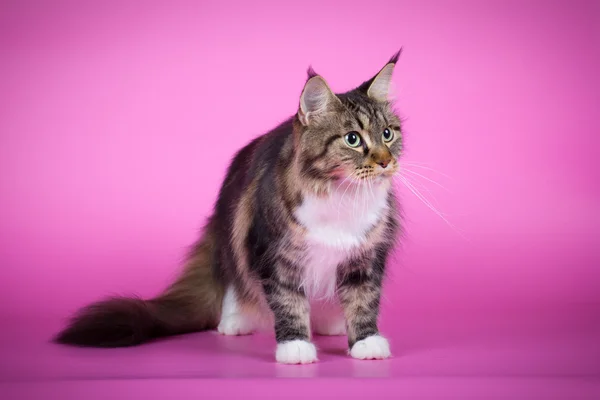 Kot rasy Maine Coon na różowym tle — Zdjęcie stockowe